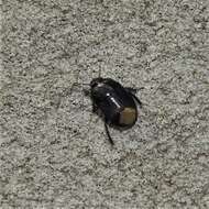 Image of Burrower bug