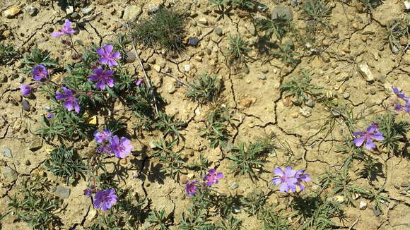 Image of Tuberous Cranesbill