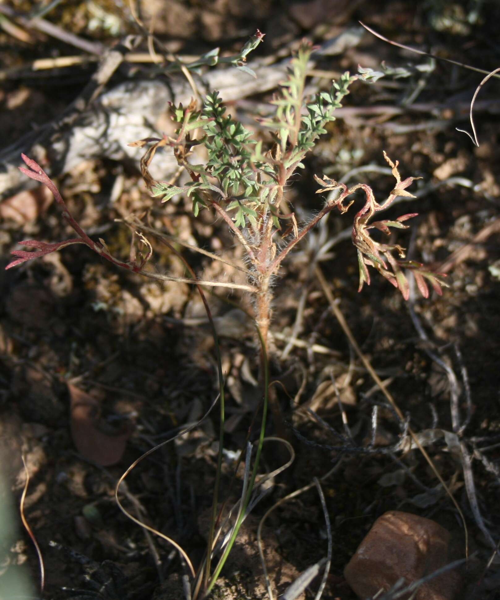 Image of Pelargonium caucalifolium subsp. caucalifolium