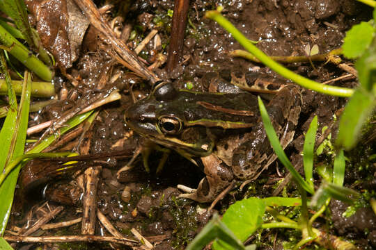 Plancia ëd Lithobates lenca (Luque-Montes, Austin, Weinfurther, Wilson, Hofmann & Townsend 2018)