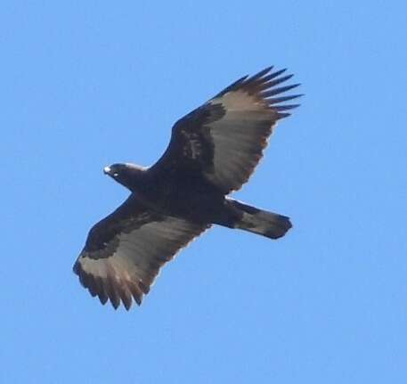 Nisaetus cirrhatus limnaeetus (Horsfield 1821) resmi