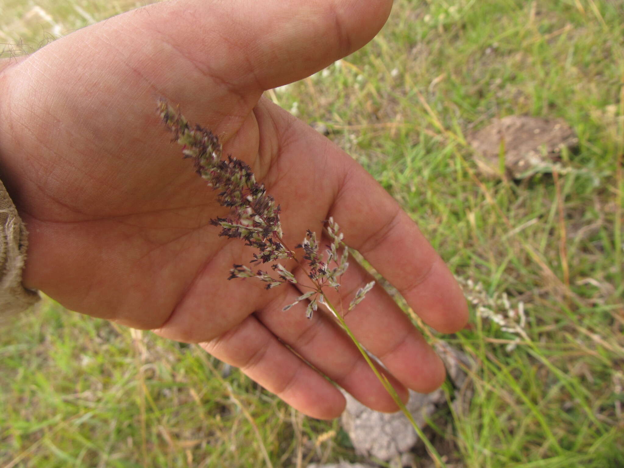 Слика од Anthaenantia lanata (Kunth) Benth.