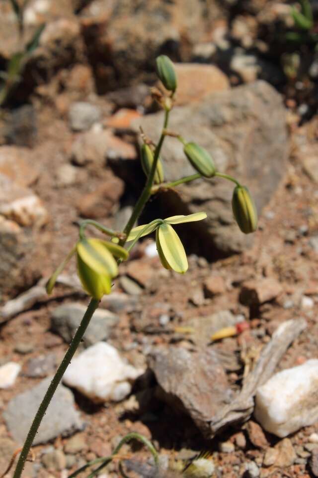 Imagem de Albuca viscosa L. fil.