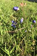 Image of Heliophila coronopifolia L.