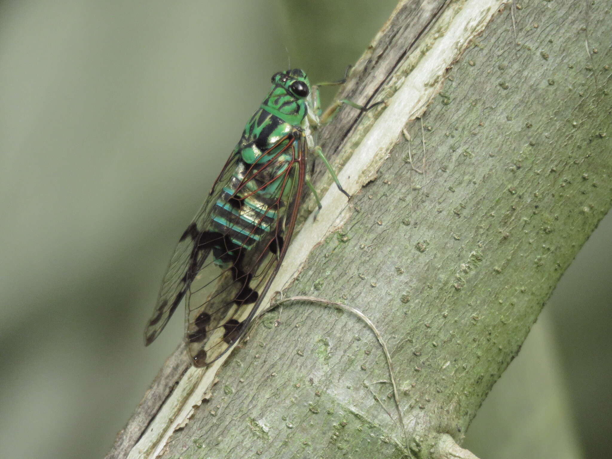 Image de Zammara calochroma Walker & F. 1858