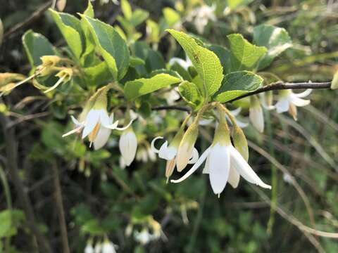 Styrax faberi Perkins的圖片