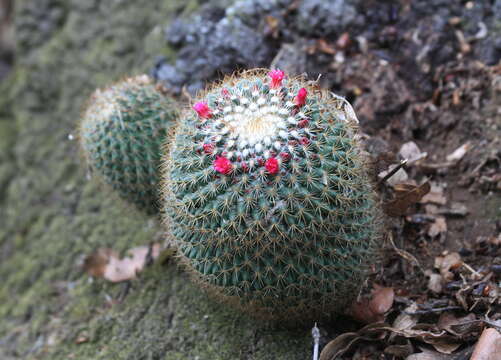 Image of Mammillaria rhodantha subsp. rhodantha