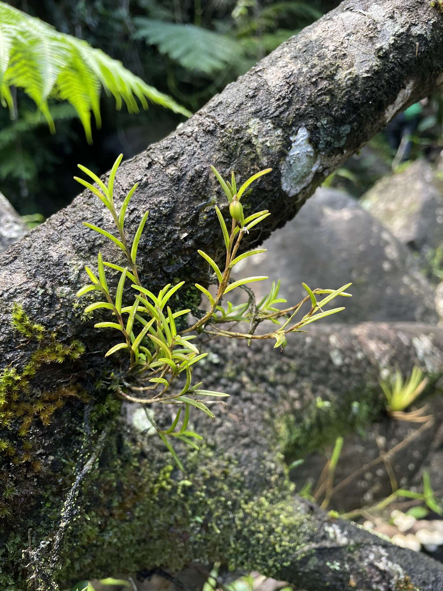 Plancia ëd Jacquiniella globosa (Jacq.) Schltr.