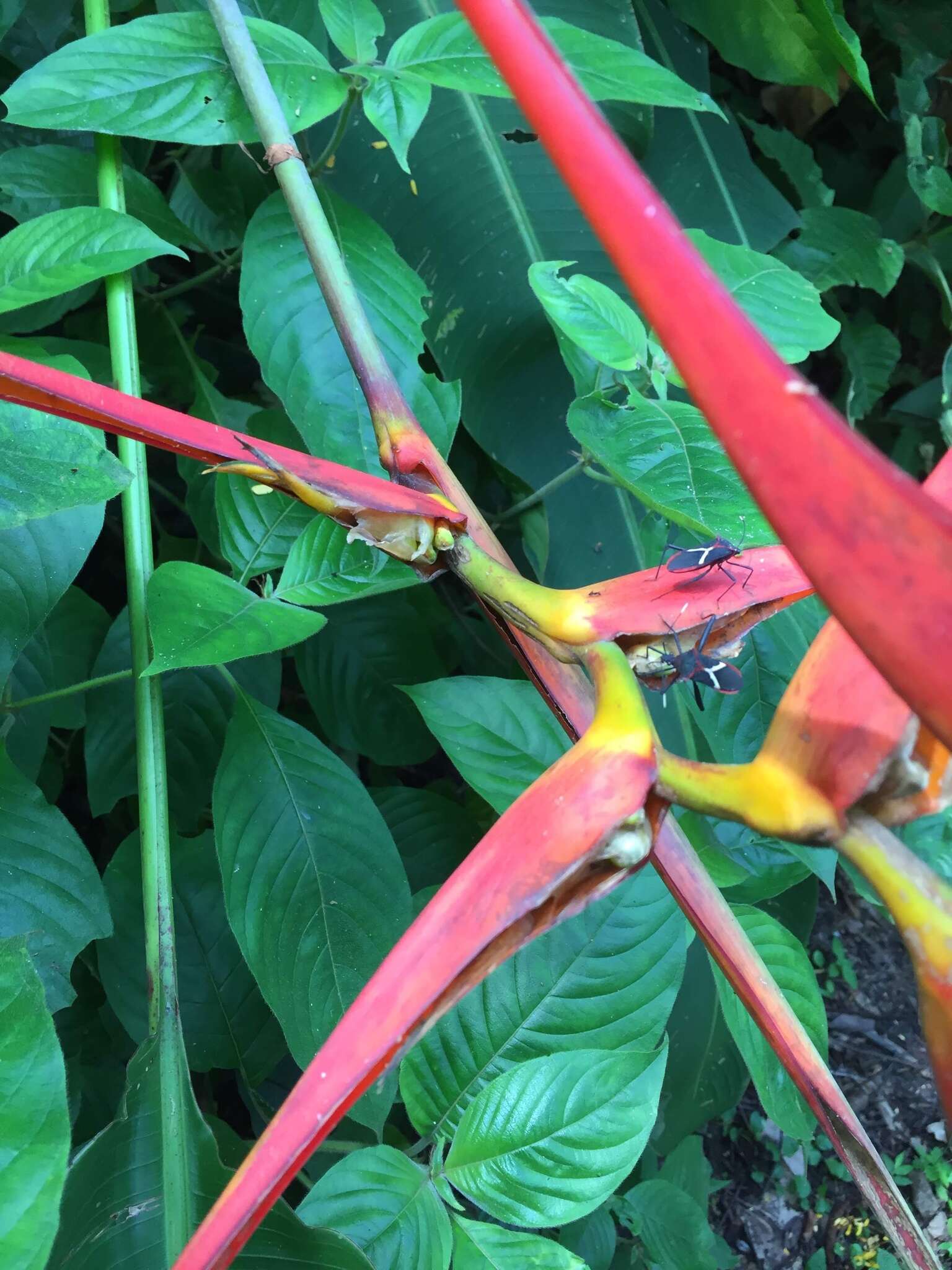 Plancia ëd Heliconia latispatha Benth.