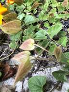 Image of Thunbergia gregorii S. Moore