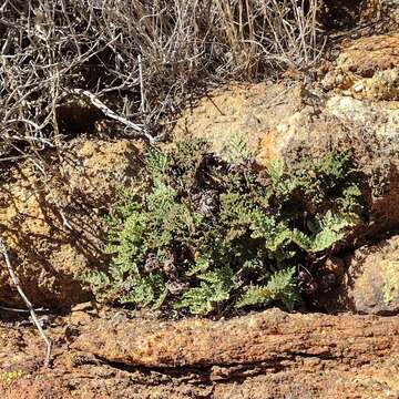 Image of California cloak fern