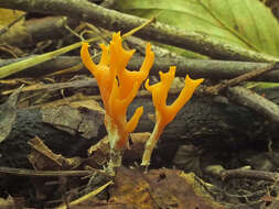 Ramariopsis crocea (Pers.) Corner 1950 resmi