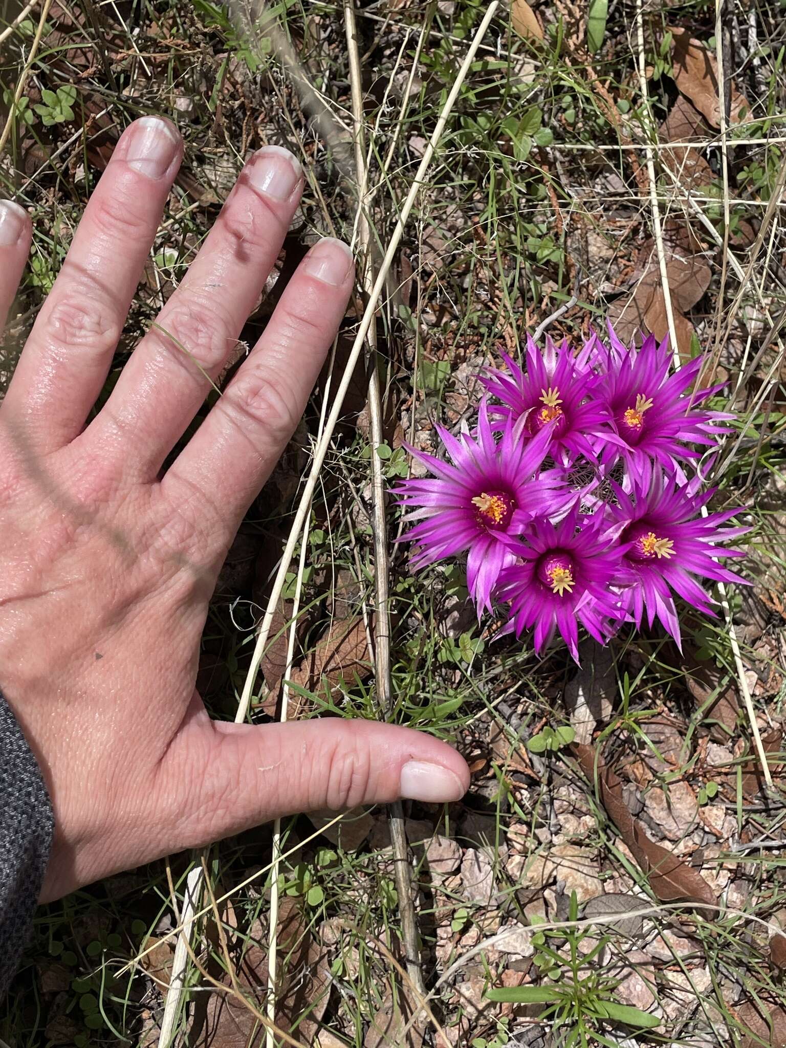 Image of Wright's Fishhook Cactus