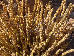 Image of <i>Crassula <i>muscosa</i></i> var. muscosa