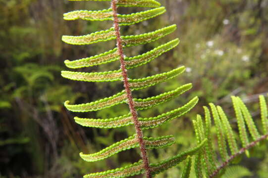 Image of Gleichenia dicarpa R. Br.