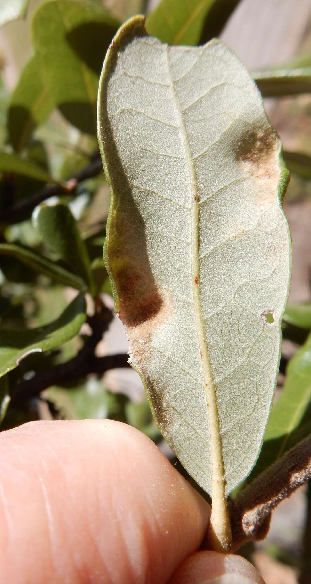 Image of <i>Aceria quercina</i>