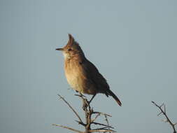 Image of Crested Hornero