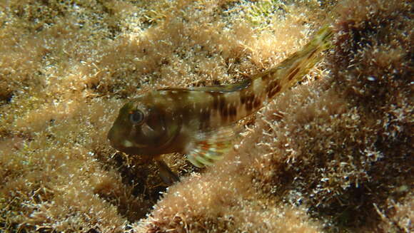 Image of Scartella