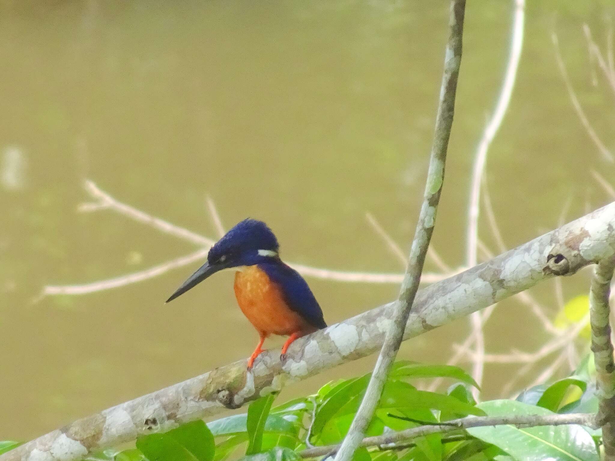 Image of Shining-blue Kingfisher