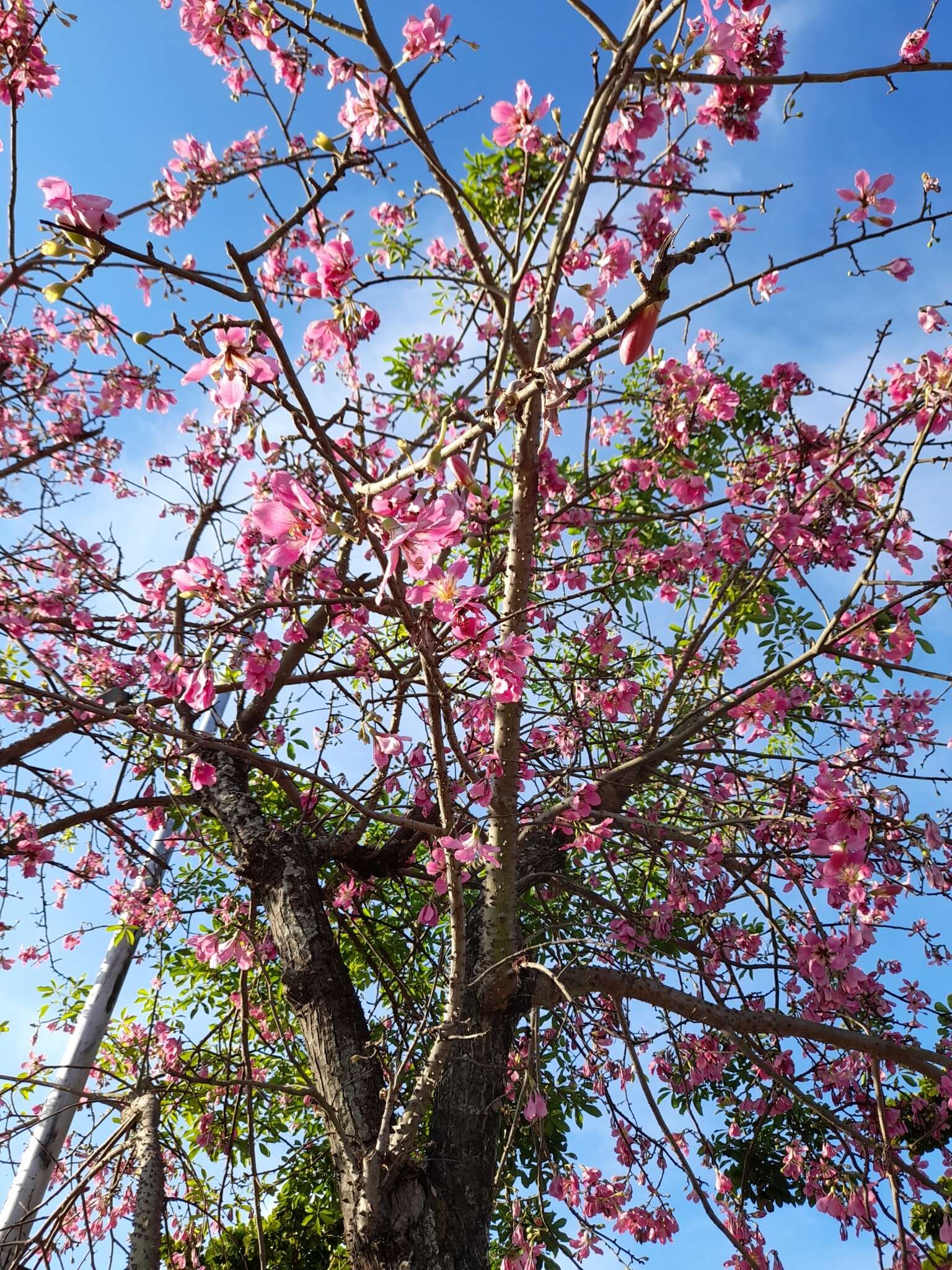 Image of Ceiba pubiflora (A. St.-Hil.) Schum.