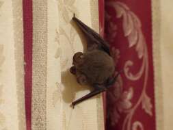 Image of Gould's Long-eared Bat