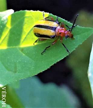 Image of Three-lined Potato Beetle