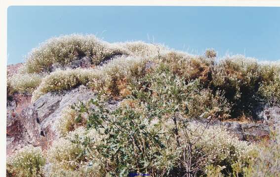 Plancia ëd Echinospartum ibericum