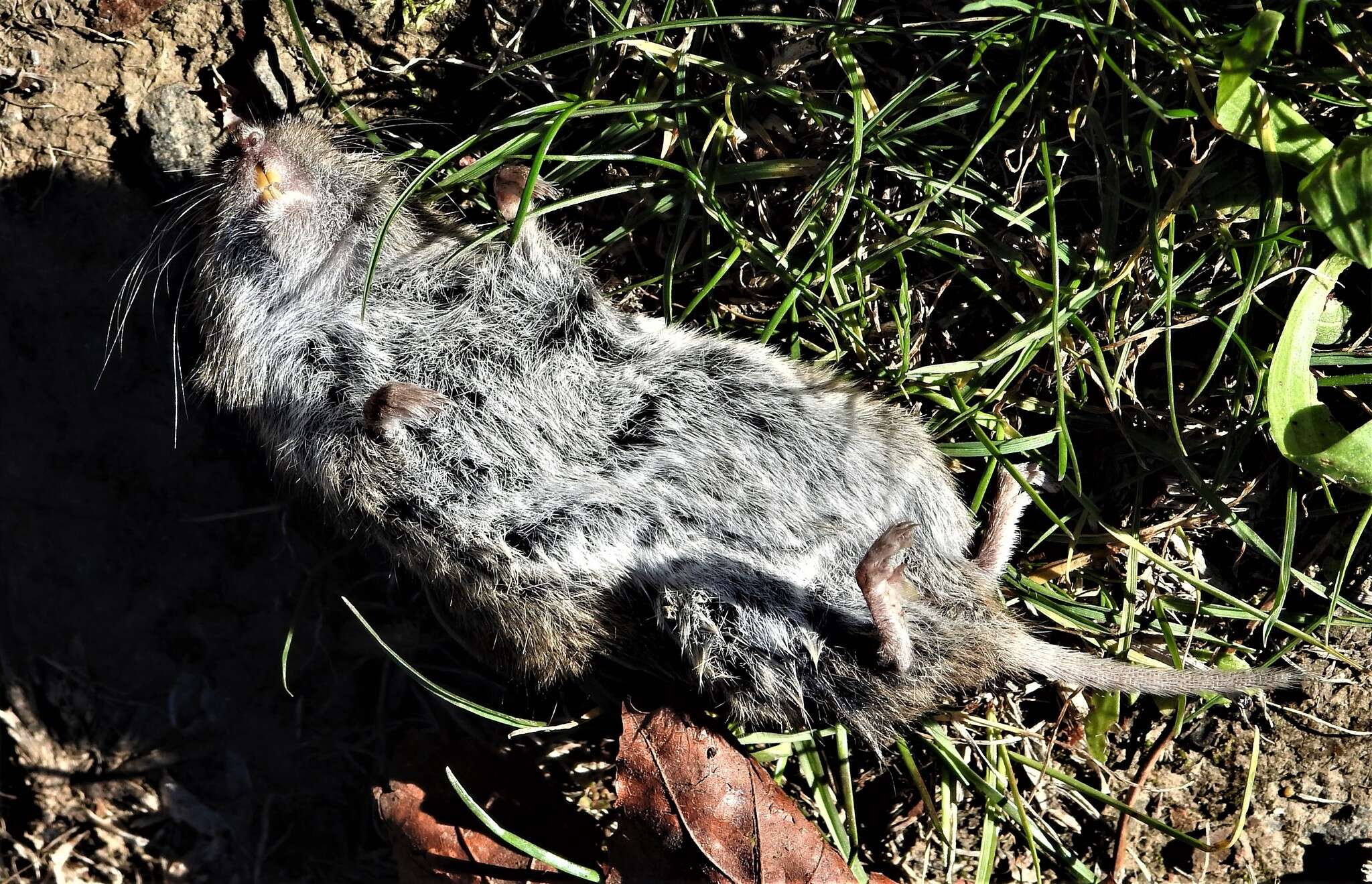 Image of Gray-tailed Vole