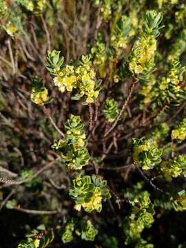 Image of Clutia alaternoides L.