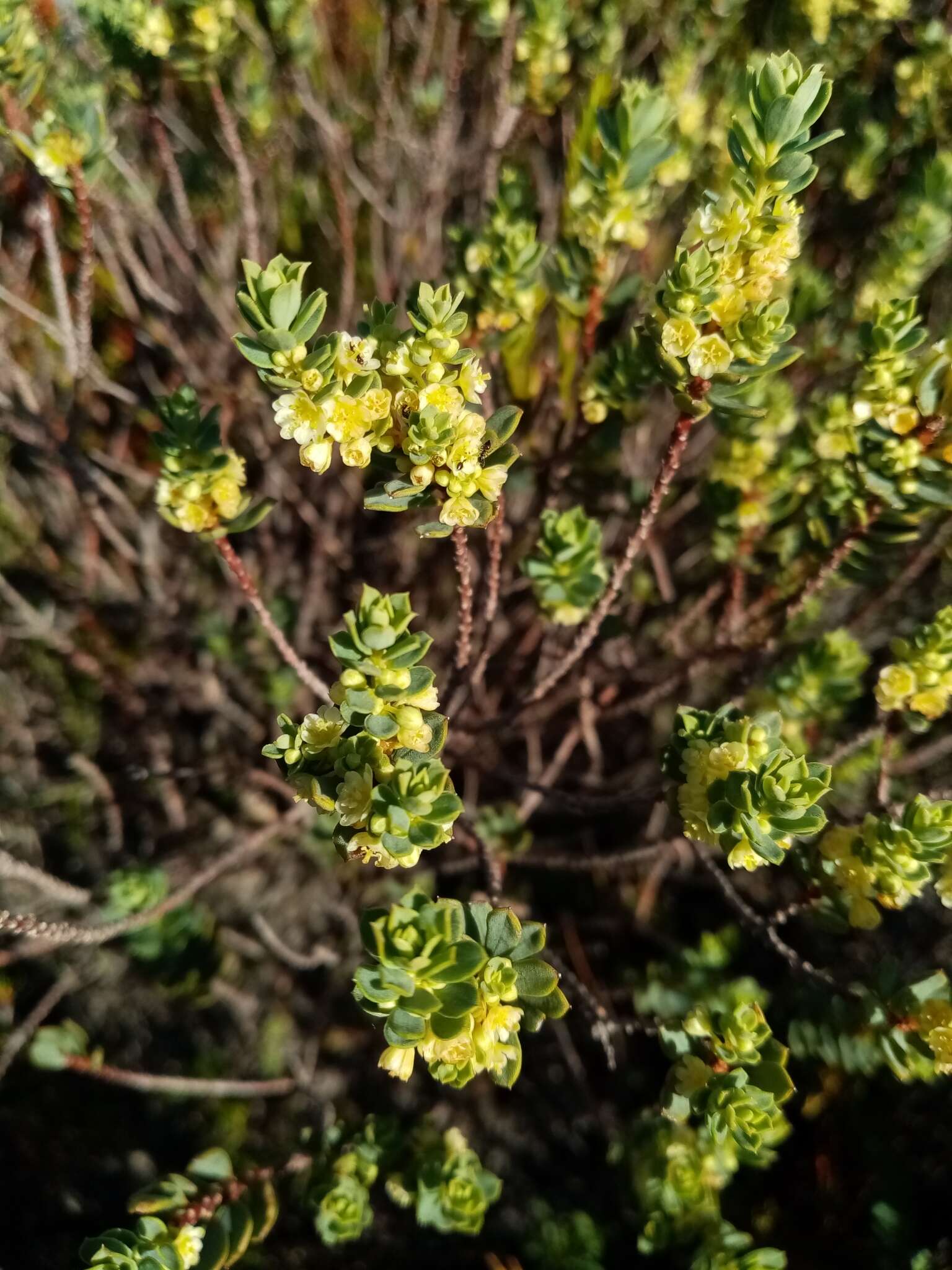 Image of Clutia alaternoides L.