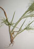 Image of Gattinger's Panic Grass