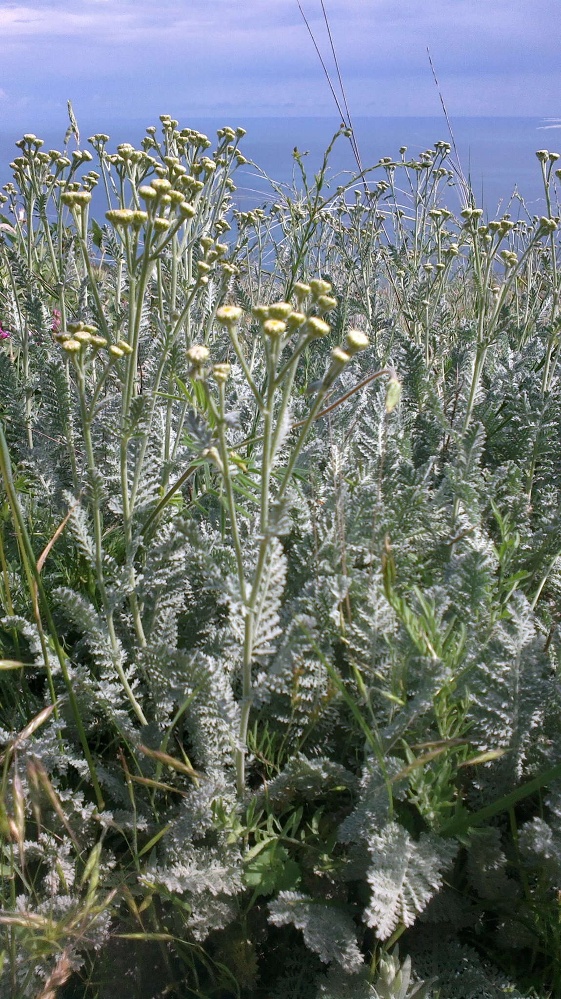 Tanacetum millefolium (L.) Tzvel. resmi