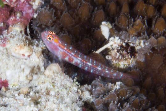 Image of Twin Dwarfgoby