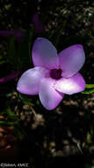 Imagem de Cryptostegia madagascariensis Boj.