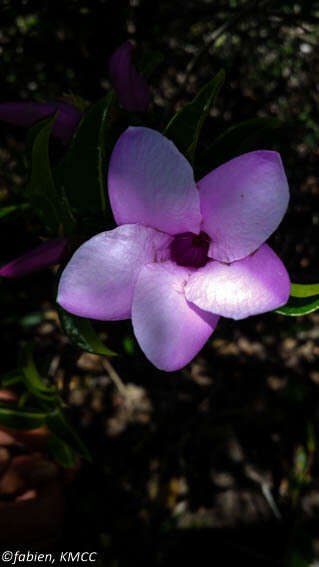 Cryptostegia madagascariensis Boj. resmi