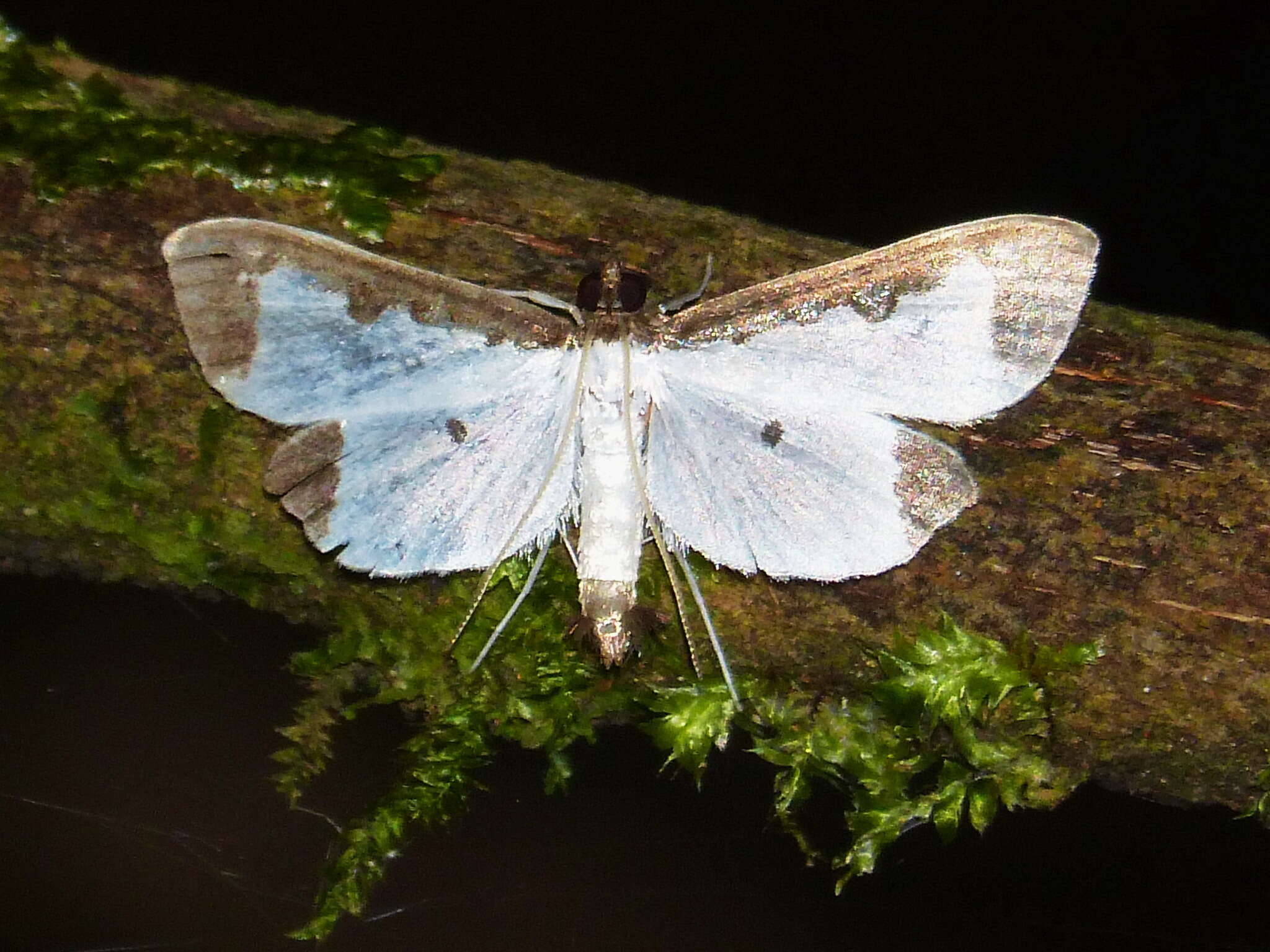 Image of Caprinia periusalis Walker