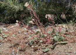 Imagem de Chylismia claviformis subsp. integrior (P. H. Raven) W. L. Wagner & Hoch