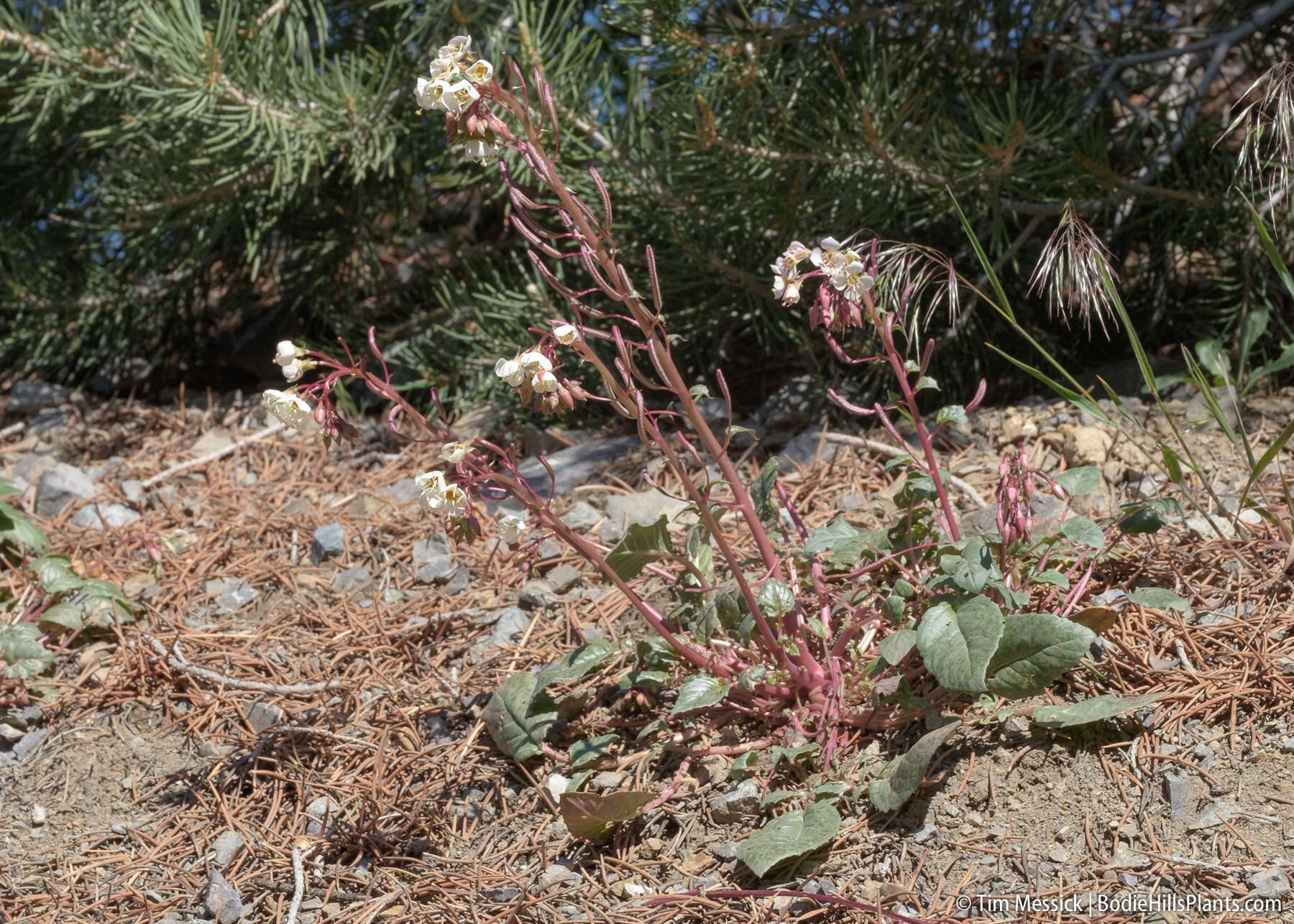 Imagem de Chylismia claviformis subsp. integrior (P. H. Raven) W. L. Wagner & Hoch