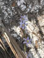 Image of jeweled blue-eyed grass