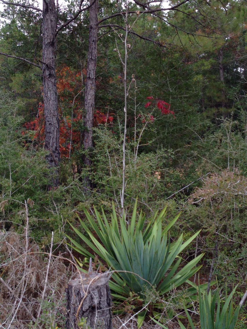 Image of Yucca cernua E. L. Keith