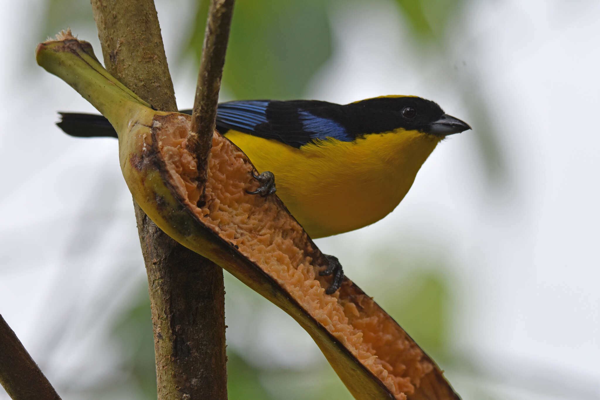 Image of Blue-winged Mountain Tanager