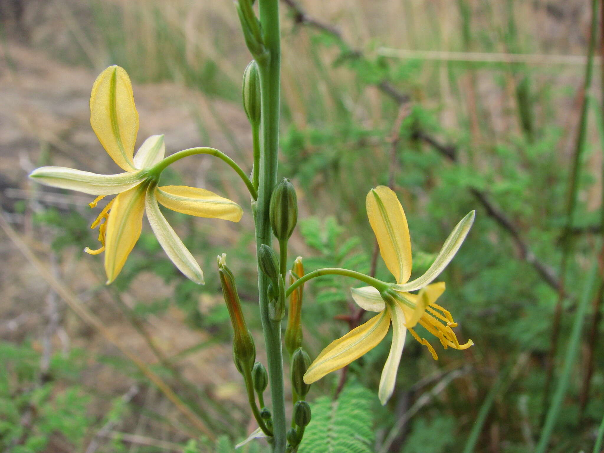 Sivun Echeandia flavescens (Schult. & Schult. fil.) Cruden kuva