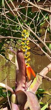 Image of Aechmea mertensii (G. Mey.) Schult. & Schult. fil.