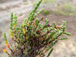 Sivun Salicornia quinqueflora subsp. quinqueflora kuva