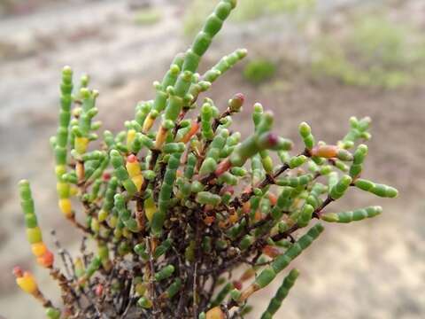 Sivun Salicornia quinqueflora Bunge ex Ung.-Sternb. kuva