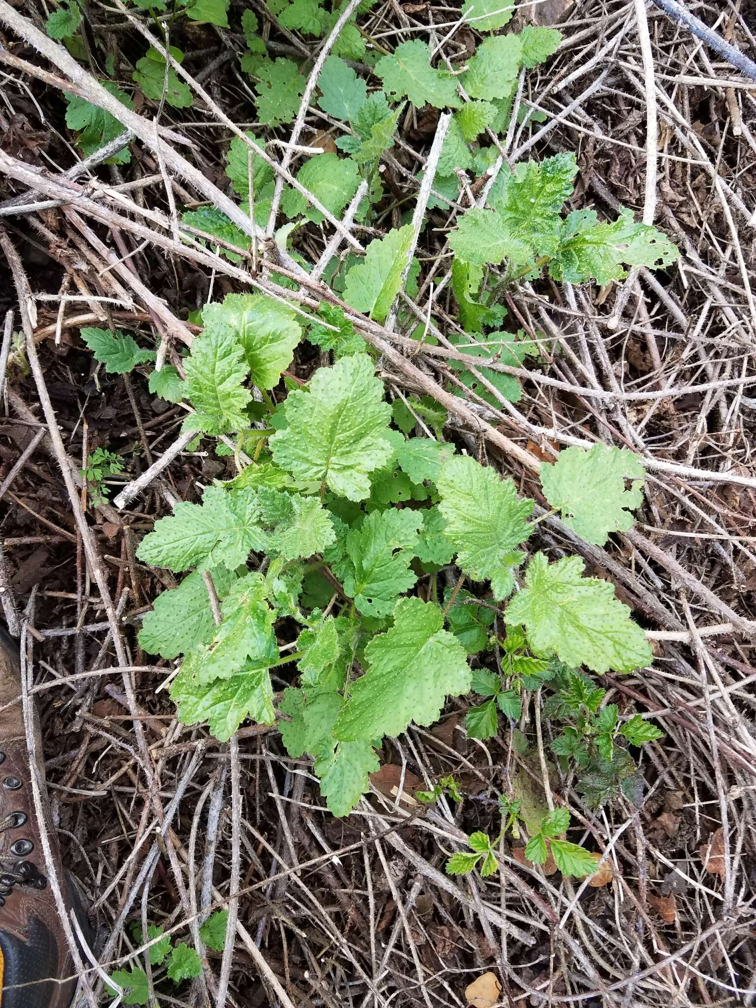 Image of stinging phacelia