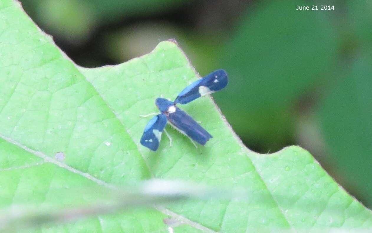 Imagem de Mileewa (Mileewa) dorsimaculata Melichar 1902