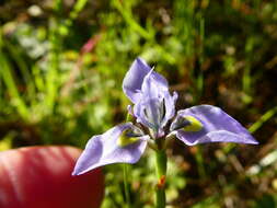 Plancia ëd Moraea fergusoniae L. Bolus