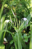 Image of beach spiderlily