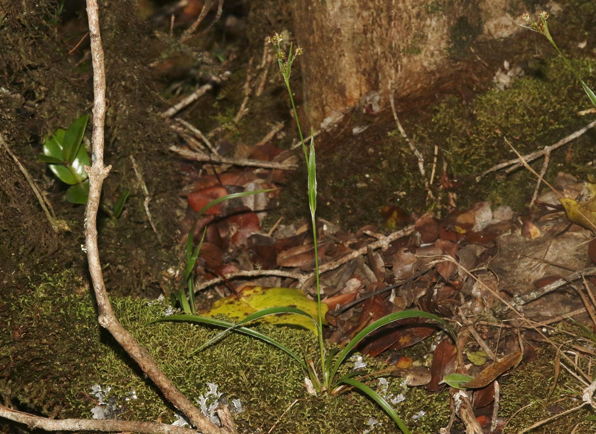 Imagem de Luzula hawaiiensis Buch.